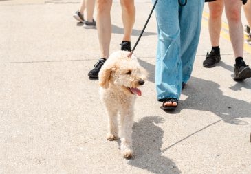 Dog walking at Chamber MidloFest