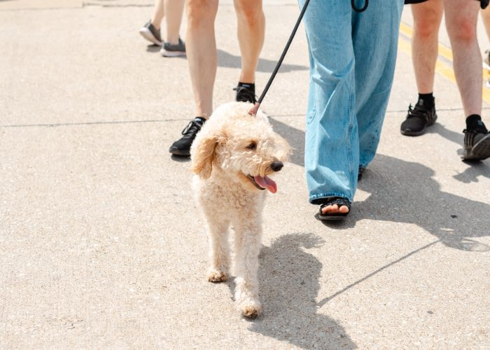 Dog walking at Chamber MidloFest